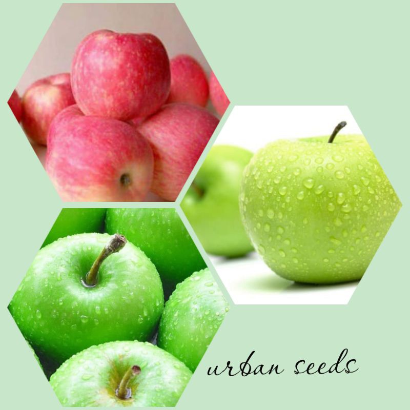 3 Biji Benih Buah Apel Fuji, Apel Hijau Apple Fruit