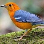 burung anis bata merah tangkapan hutan jantan