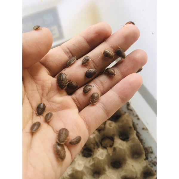 kecoa dubia pakan reptil