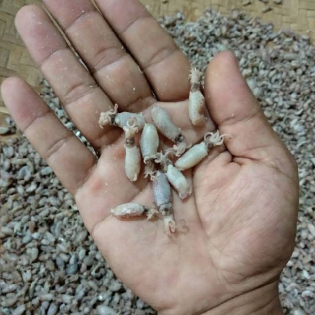 

baby cumi size 1-2cm/1000gr