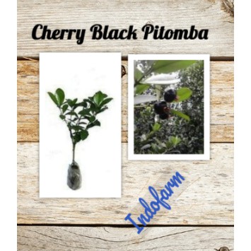 Tanaman Bibit Buah Cherry Black Pitomba