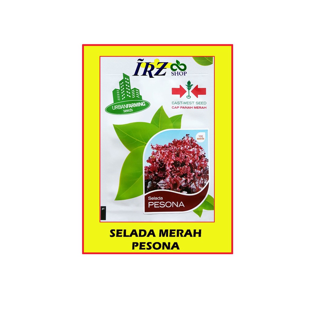 100 benih selada merah pesona Limited