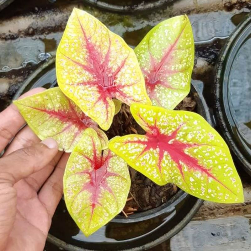 Caladium Tears Of The Sun Tanaman Hias Keladi TOS Caladium Terlaris | Yellow Leopard | Keladi Wonder