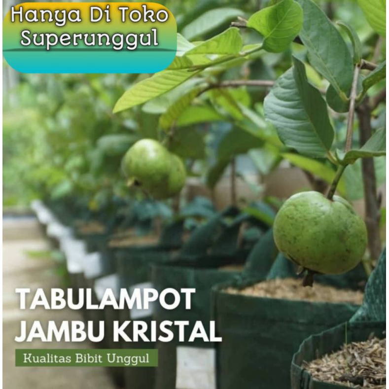 Boster Pupuk Bibit jambu air dan Jambu biji bisa membuat bibit cepat berbuah dan melebatkan buah