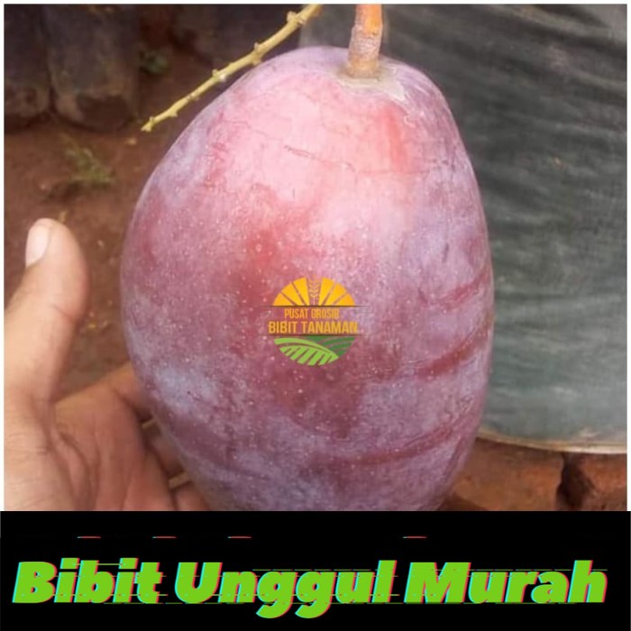 Bibit mangga yuwen seri 6