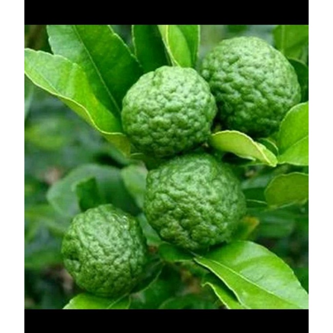 

Buah limau / jeruk sambel / buah jeruk purut TERMURAH per biji