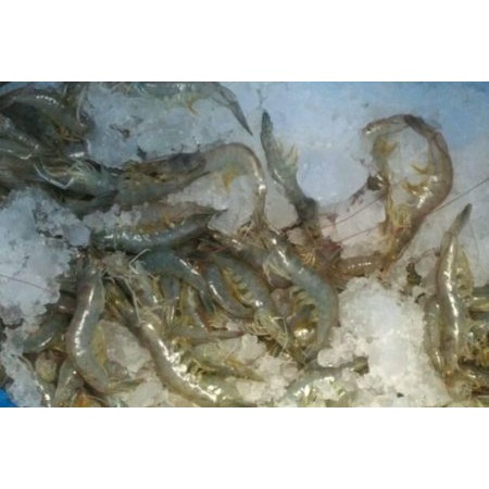 

udang vaname size 45-50 (500 gram)