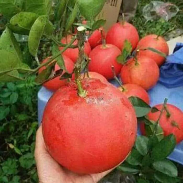 BIBIT POHON JERUK PAMELO MERAH/RED PAMELO/PAMELO RUBY PRODUC