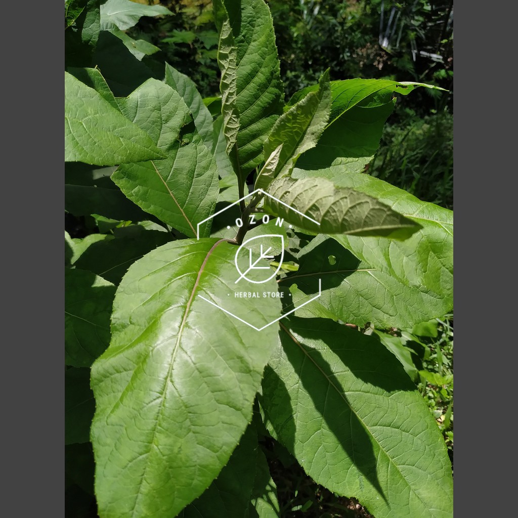 

Daun Afrika Fresh 1kg - obat asam urat