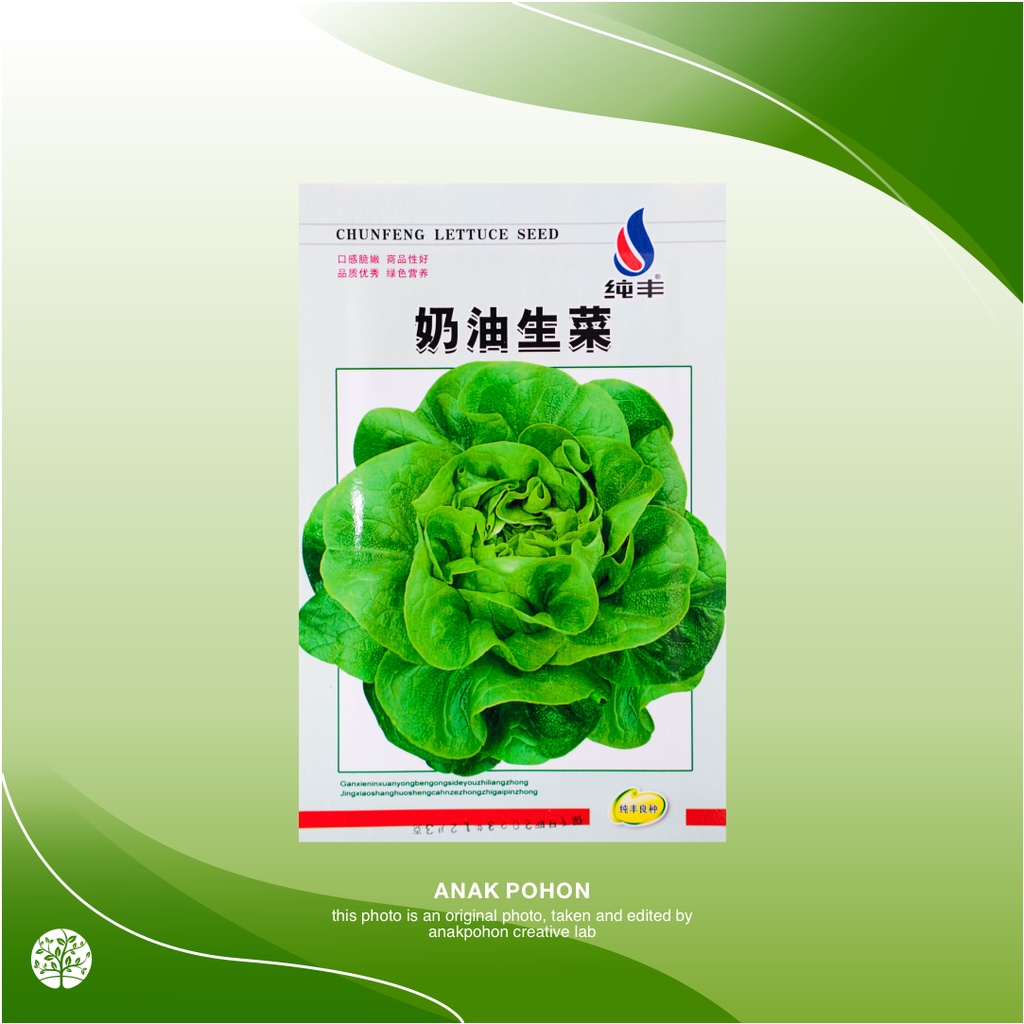 ( 1 PACK ) Benih Selada Green Butterhead Lettuce Tipe B Retail Pack - IMPORT