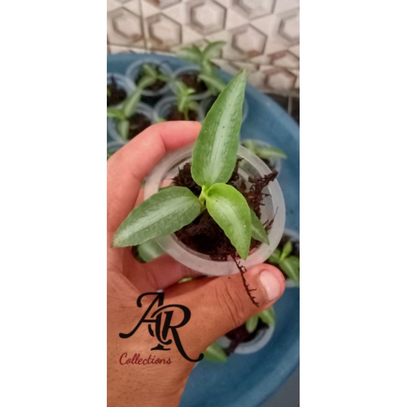 Tanaman hias anggrek mini jewel orchid (Langka)