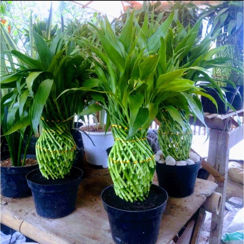 Bibit Bunga Bambu Hoki Sri Rejeki + Pot