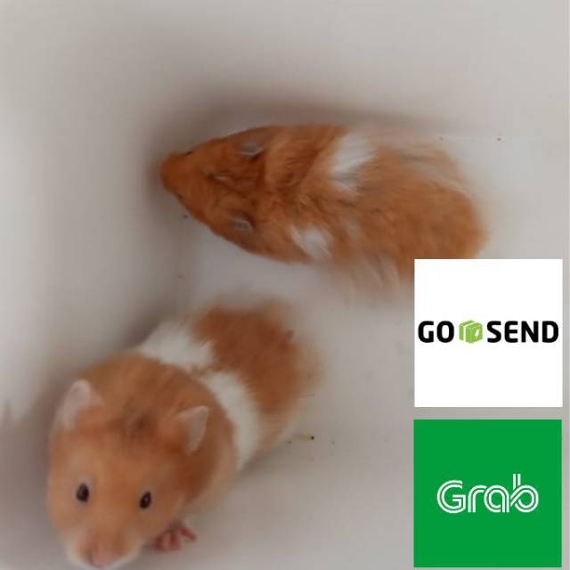 Hamster Syrian Longhair Harus Pakai Grab Atau Gosend Shopee