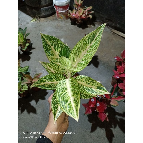 AGLONEMA LEGACY WHITE,LEGACY PUTIH INDUKAN