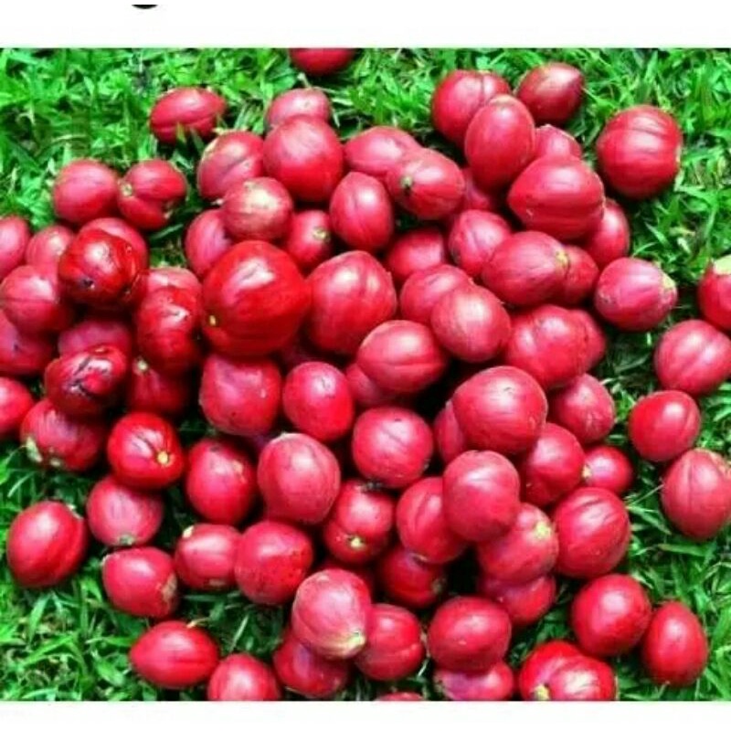 Buah mahkota dewa 1kg