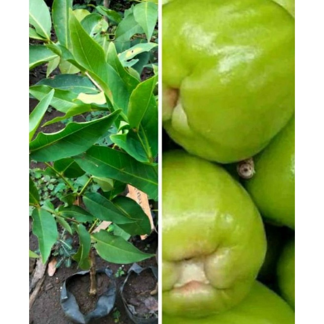 Bibit jambu Air cincalo tebu