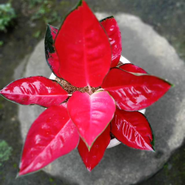 Suksom culture induk