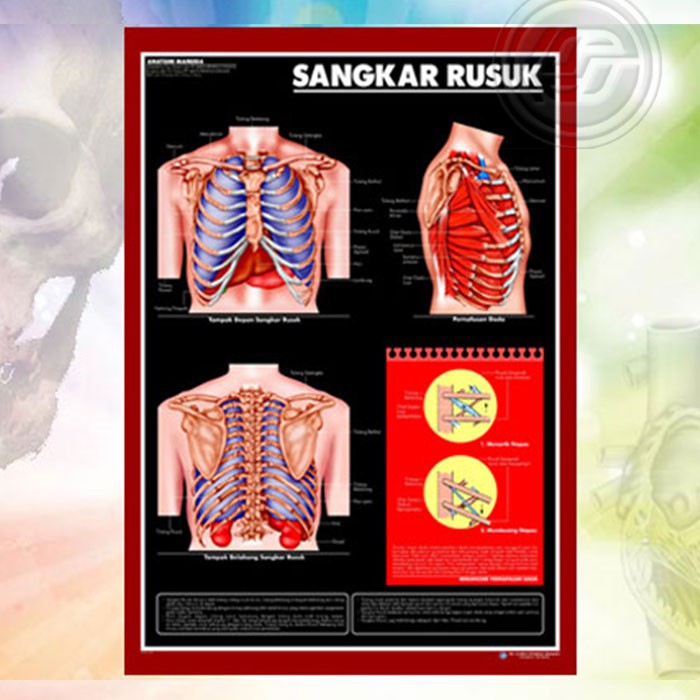 

Poster Anatomi Manusia Sangkar Rusuk