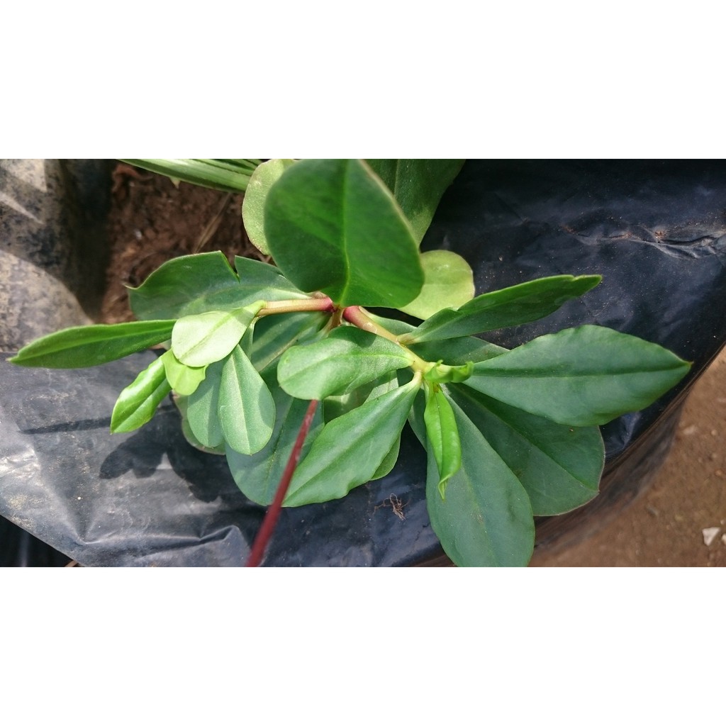 Tanaman Ginseng Jawa