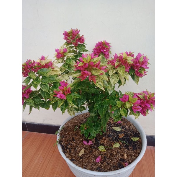 tanaman bugenvil Jewel soft pink