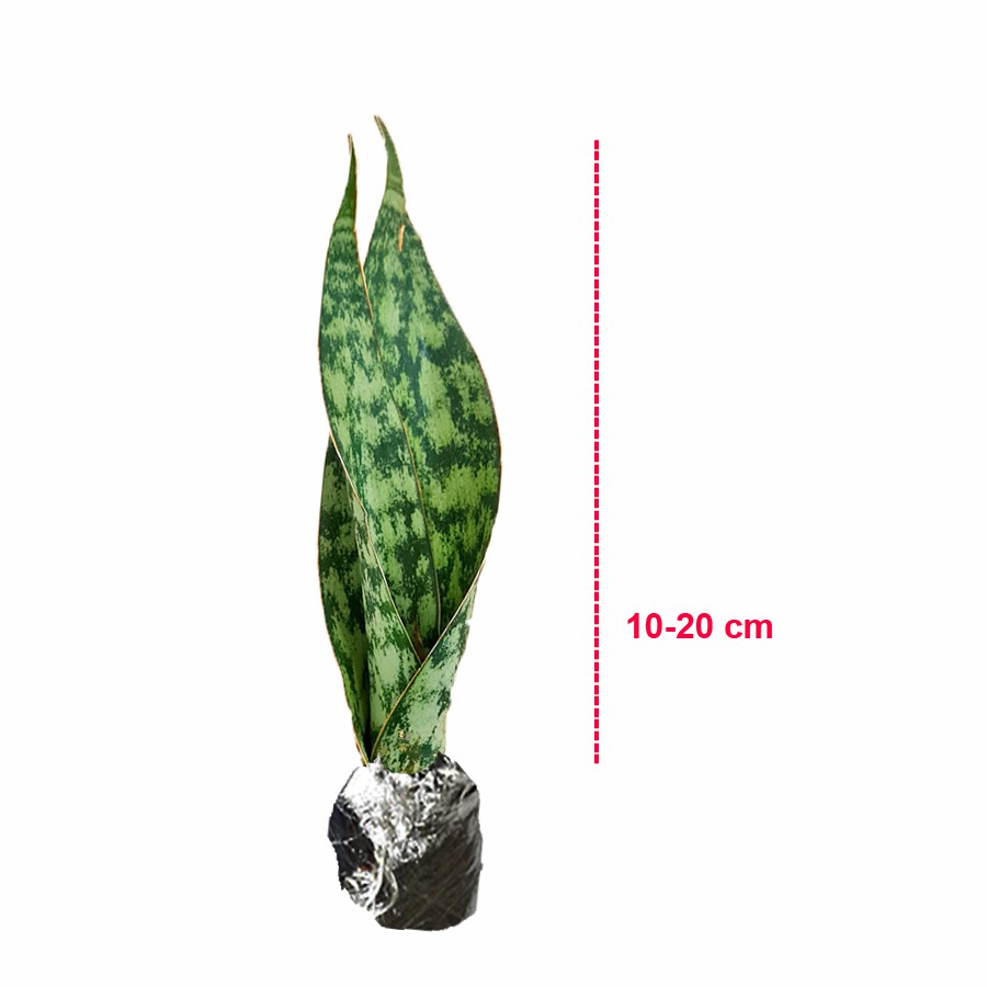 Lidah Mertua Sansevieria Sansivera Sansiviera Sansiviera Sensiviera Futura Hijau Tua Zebra 1020