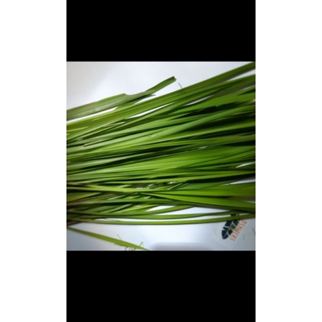 

PROMO Daun Alang-alang fress Per 1 Iket