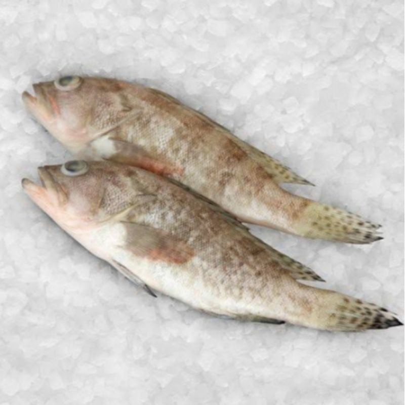 

ikan kerapu kecil segar
