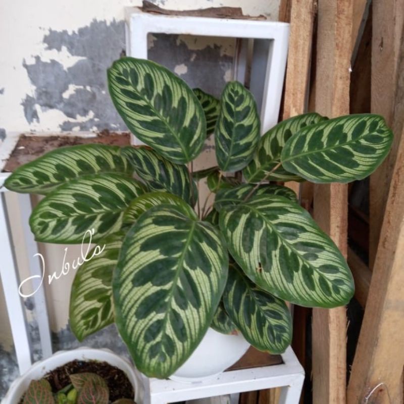 Jual Tanaman Hias Calathea Makoyana Tanaman Calathea Makoyana Shopee