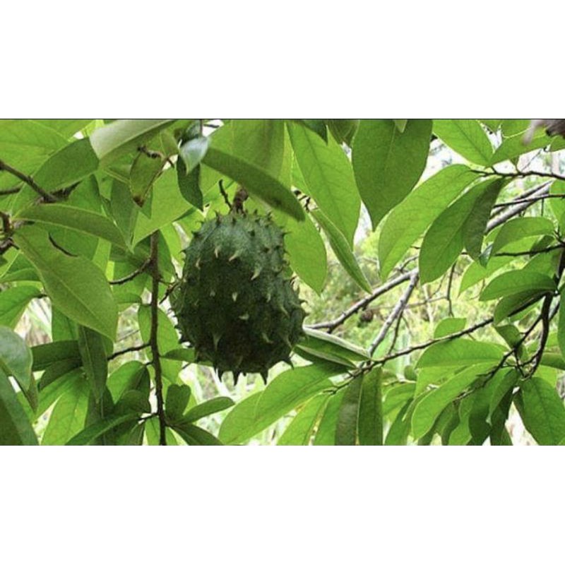 

Daun sirsak anti kanker