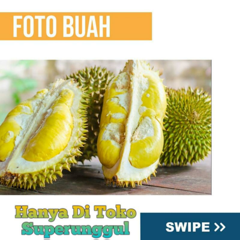 Bibit Durian Musangking kaki Tiga Unggul