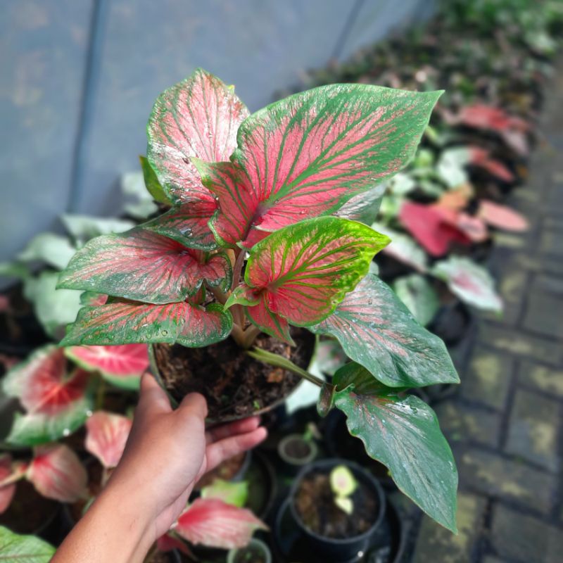 Caladium Super Red Ceria / Tanaman Hias Keladi Red Ceria size anakan
