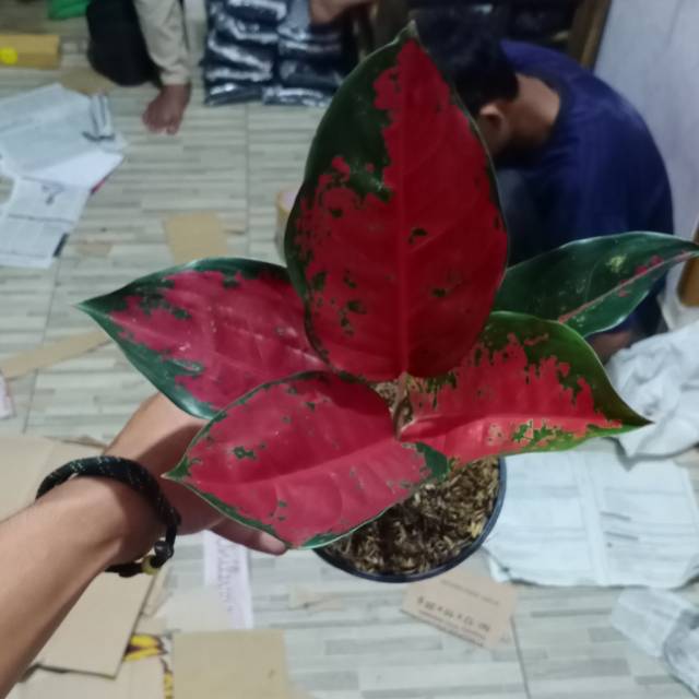 Tanaman hias aglaonema suksom jaipong / aglonema suksom / tanaman aglonema / aglaonema suksom