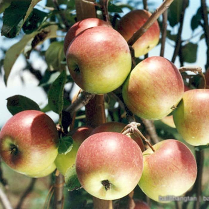 Tanaman Apel Rome Beauty