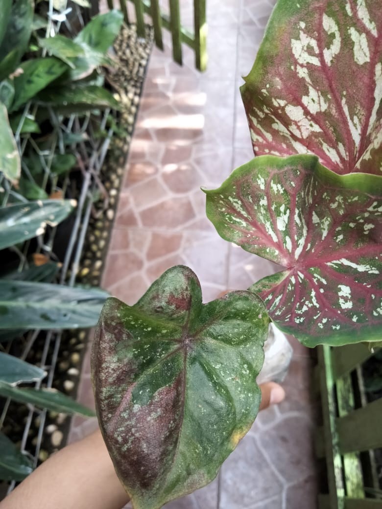 Surat Karantina/sekali Chekout/1 No Resi