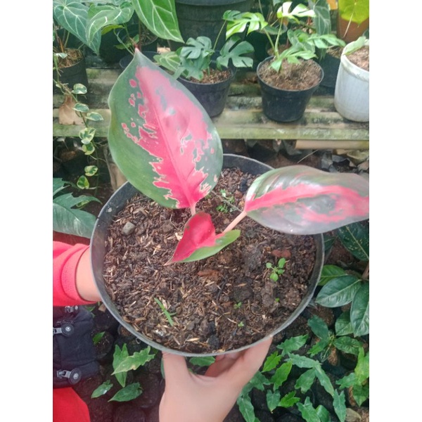 Tanaman hias aglonema suksom jaipong / uk besar