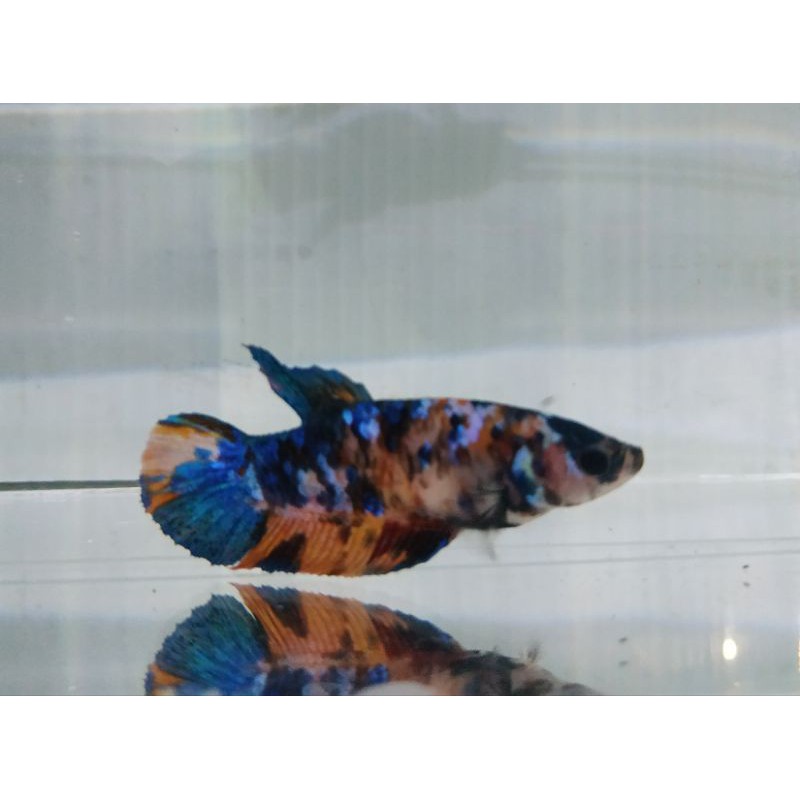 female multicolor yellow base