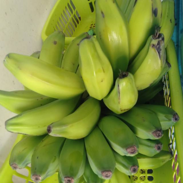 

Pisang Kluthuk Bahan Rujak Cingur
