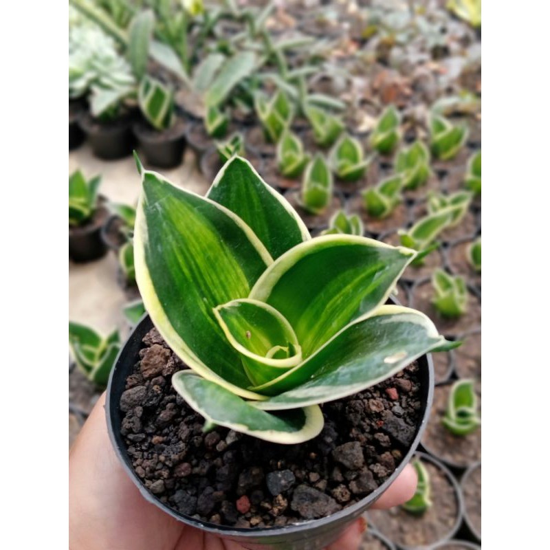 sekulen sensivera pagoda varigata