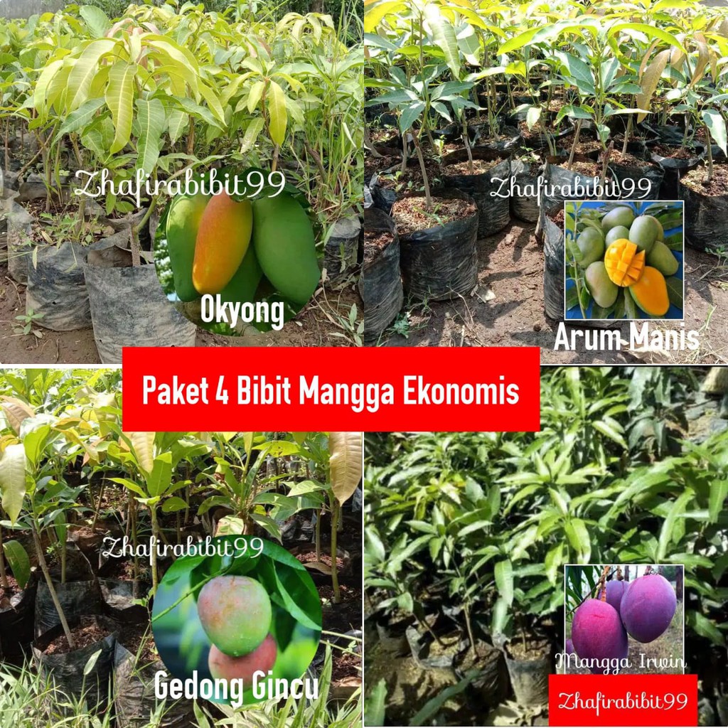 Paket 4 Bibit Mangga Ekonomis
