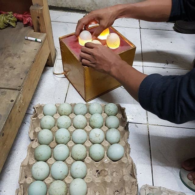 

Telur bebek mentah fresh SATUAN