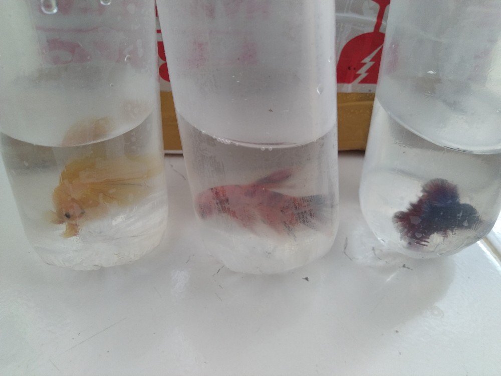 Packing Tambahan Ekstra