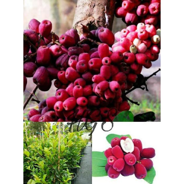 BIBIT TANAMAN BUAH JAMBU BIRA LANGKA K8I