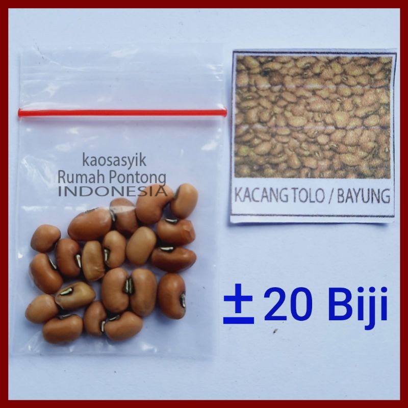 BENIH KACANG / KACANG HIJAU, KAPRI, MERAH, TANAH, KECIPIR, KEDELAI, TOLO/LANDES-20 Kacang Tolo