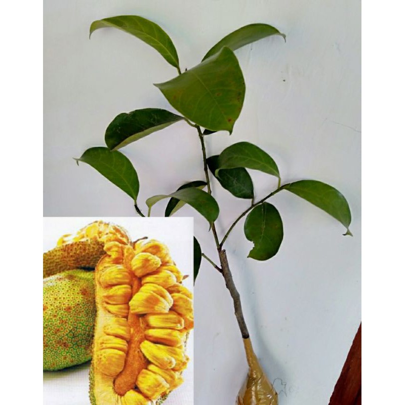 Best Seller Bibit Cempedak Super Unggul gokxqJ5Cmbp67Ng