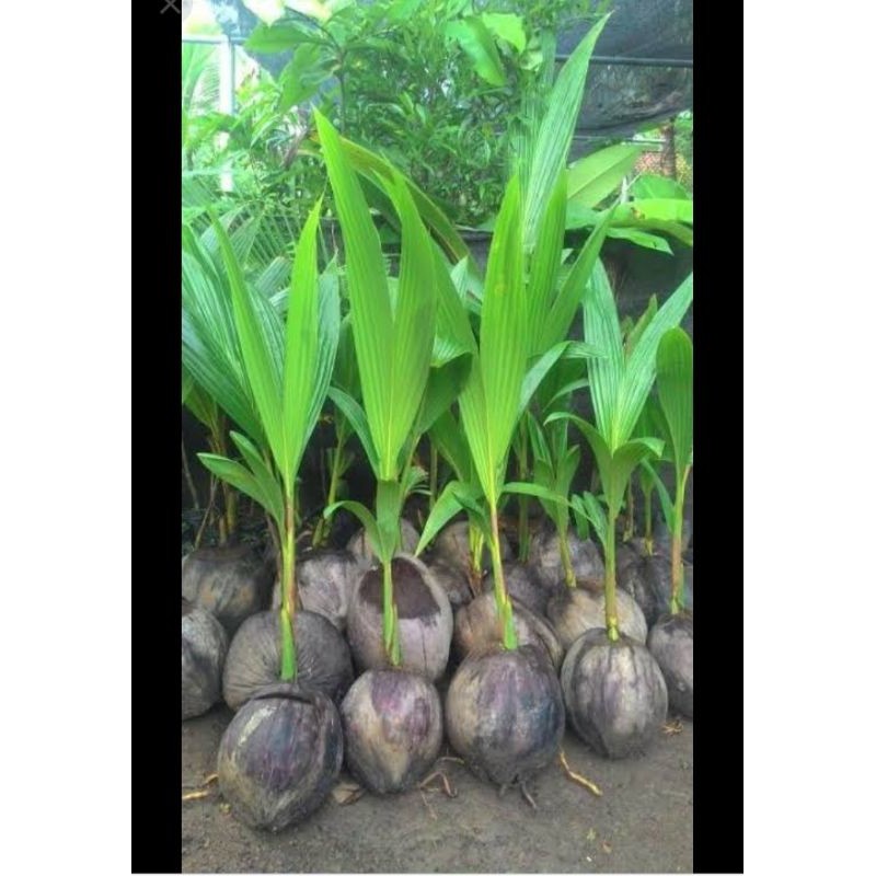 Bibit Tanaman Buah Kelapa Hibrida-5