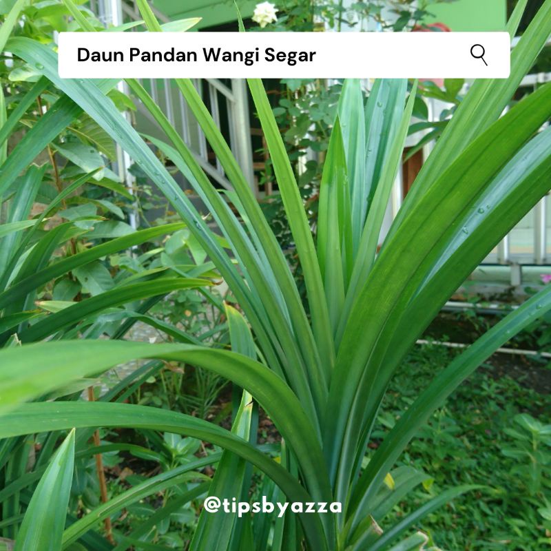 Daun Pandan Segar / Daun Suji Segar / Pewarna Hijau Alami