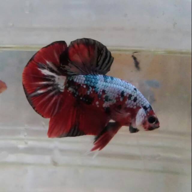 Cupang Plakat Fancy Hellboy WS Koi Jantan