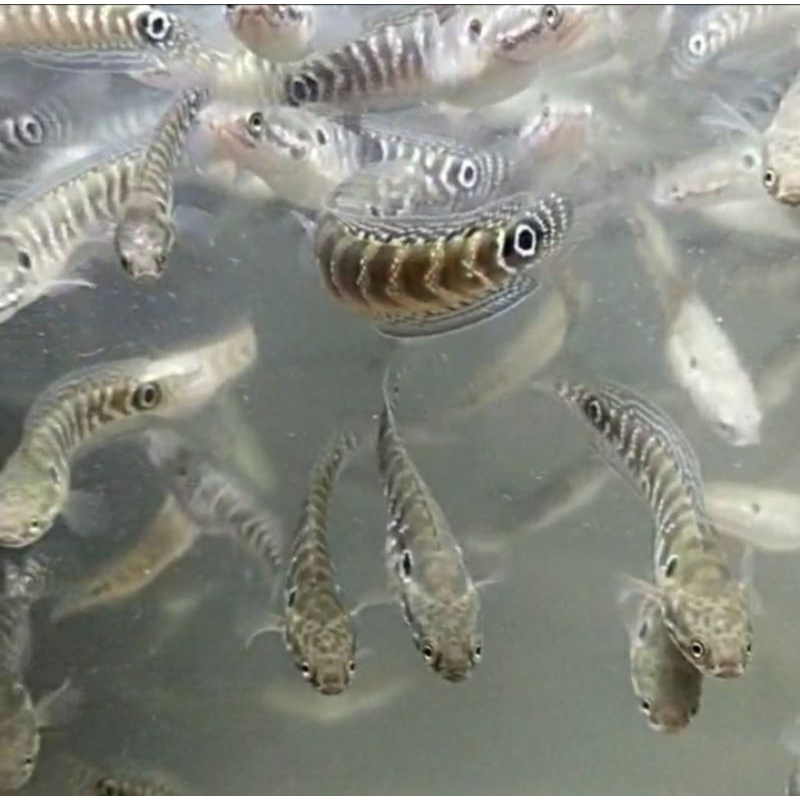 beby channa asiatica wS pure sudah full mutiara free pelet