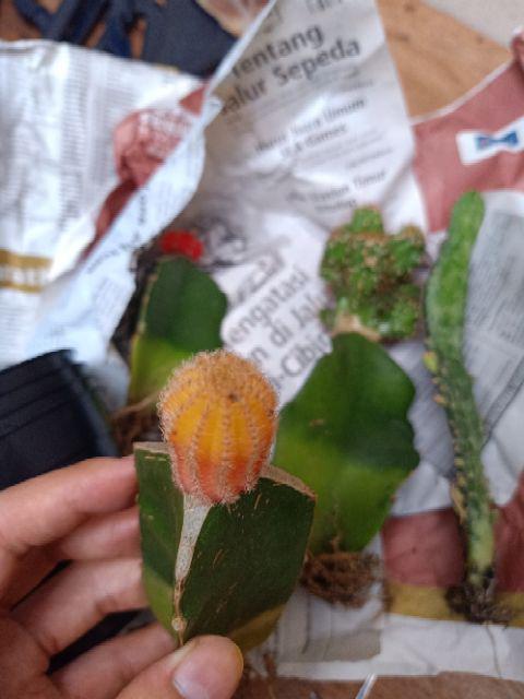 Paket Hemat 3 Pcs Plus Pot