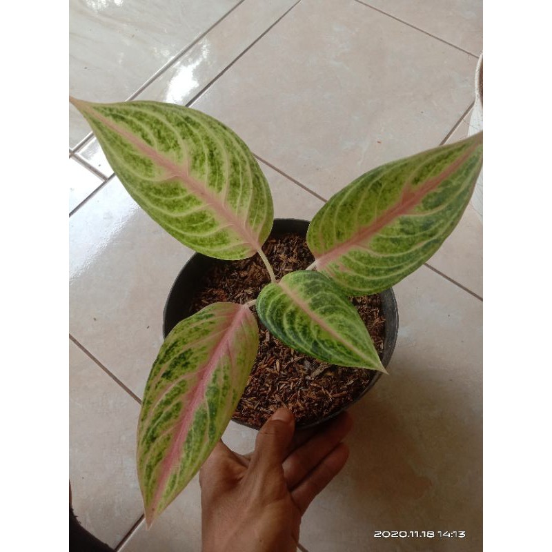 promo tanaman hias aglonema golden siam-aglonema golden siam